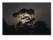 Yang Canyon Tree Silhouetted At Sunset by Raymond Gehman Limited Edition Print