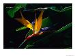 Bird Of Paradise Flower by Raymond Gehman Limited Edition Pricing Art Print