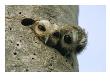 Two Cuban Screech Owls Peer From Their Nest In A Rotted Palm Tree by Steve Winter Limited Edition Print