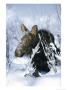 Portrait Of A Moose In The Snow by Michael S. Quinton Limited Edition Pricing Art Print