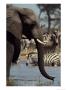 An African Elephant Drinks From A Water Hole Shared By A Herd Of Plains Zebras by Beverly Joubert Limited Edition Print
