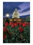 Twilight View Of The U.S. Capitol With Red Tulips In The Foreground by Richard Nowitz Limited Edition Pricing Art Print