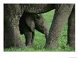 A Baby African Elephant Stands Under An Adult by Norbert Rosing Limited Edition Print