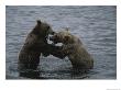 A Pair Of Grizzly Bears, Ursus Arctos, Tussle In The Water by Karen Kasmauski Limited Edition Print