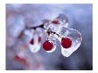 Ice-Covered Berries by Henryk T. Kaiser Limited Edition Pricing Art Print