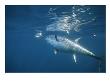 A Giant Bluefin Tuna Feeds At The Waters Surface by Brian J. Skerry Limited Edition Print