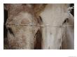 A Horse And A Mule Peer Through A Wire Fence by Raul Touzon Limited Edition Print