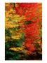 Colourful Autumn Foliage, Usa by Izzet Keribar Limited Edition Pricing Art Print