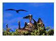 Brown Pelicans Nesting Amongst Red Mangrove, Cayos Cochinos, Islas De La Bahia, Honduras by Ralph Lee Hopkins Limited Edition Print