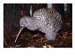 Little Spotted Kiwi (Apteryx Owenii) On The Forest Floor, New Zealand by Oliver Strewe Limited Edition Print