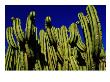 Cactus Againt A Oaxacan Sky In Yagul, Oaxaca, Mexico by Jeffrey Becom Limited Edition Print