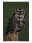 Screech Owl by Russell Burden Limited Edition Pricing Art Print