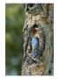 Mountain Bluebird At Nest On Tree Trunk by Norbert Rosing Limited Edition Print