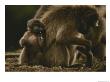 A Young Gelada, Theropithecus Gelada, Nibbles On A Piece Of Grass by Michael Nichols Limited Edition Print