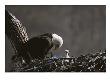 An American Bald Eagle And Chick by Roy Toft Limited Edition Print
