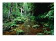 Temperate Rainforest At Greaves Creek, Feature Of Grand Canyon Walk Blue Mountains Np, Australia by Ross Barnett Limited Edition Print