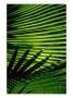 Detail Of Palm Fronds, Soufriere, St. Lucia by Wayne Walton Limited Edition Pricing Art Print