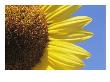 A Close View Of A Sunflower by Heather Perry Limited Edition Print