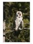 A Great Gray Owl Yawns As It Perches On A Tree Branch by Tom Murphy Limited Edition Pricing Art Print