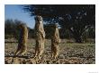 Three Meerkats With Paws Poised Neatly In Front Of Their Stomachs by Mattias Klum Limited Edition Print