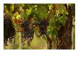 Grapes Hanging In Vineyards, Tuscany, Italy by Keith Levit Limited Edition Print