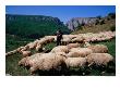 Shepherd With His Flock Of Sheep, Turda, Romania by Craig Pershouse Limited Edition Print