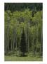 Lone Evergreen Amongst Aspen Trees With Spring Foliage by Raymond Gehman Limited Edition Print
