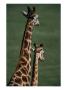 Giraffes, Tala Private Game Reserve, Kwazulu-Natal, South Africa by Carol Polich Limited Edition Print