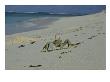 A Bold Ghost Crab Stands Its Ground On A Sandy Beach by Bill Curtsinger Limited Edition Print