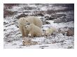 Polar Bears, Churchill Manitoba by Keith Levit Limited Edition Pricing Art Print