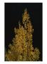Fall Foliage Decorates A Quaking Aspen Tree Near Ouray by Marc Moritsch Limited Edition Print