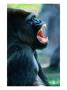 Gorilla (Gorillagorilla) Baring Its Teeth, Africa by John Hay Limited Edition Pricing Art Print