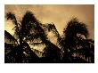 Silhouette Of Palm Trees, Cayman by Karen Schulman Limited Edition Pricing Art Print