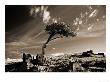 Bristle Cone Pine Tree, Mt. Evans, Co by John Glembin Limited Edition Print