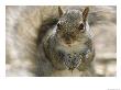 A Gray Squirrel Holds A Seed It Is Feeding On In Its Front Paws by Maria Stenzel Limited Edition Pricing Art Print