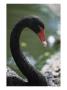 Black Swan, Cygnus Atratus by Mark Newman Limited Edition Print