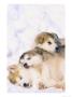 Alaskan Malamute Puppies In The Snow by Lynn M. Stone Limited Edition Print