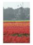 Windmill And Tulip Field, Holland by Peter Adams Limited Edition Print