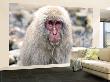 Snow Monkeys, Or Japanese Macaque (Macaca Fuscata), At Jigokudani Yaenkoen Park by Mark Hemmings Limited Edition Print