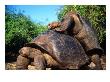 Galapagos Giant Tortoises Mating (Geochelone Elephantopus), Galapagos, Ecuador by Mark Newman Limited Edition Pricing Art Print