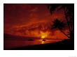 Silhouette Of Palm Trees At Sunset, Oahu, Hi by Cheyenne Rouse Limited Edition Print