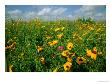 A Field Of Wildflowers by Joel Sartore Limited Edition Pricing Art Print