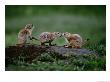 Prairie Dogs Touch Noses In A Possible Prelude To Kin Recognition by Raymond Gehman Limited Edition Print