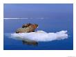 An Atlantic Walrus (Odobenus Rosmarus) Mother And Cub Rest On A Pack Of Ice by Paul Nicklen Limited Edition Print