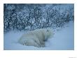 A Mother Polar Bear Sleeps In The Snow With Her Cub by Maria Stenzel Limited Edition Print