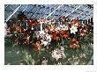 Amaryllis Show At The Botanic Garden by Charles Martin Limited Edition Pricing Art Print