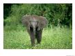 African Elephant In A Grassland Habitat by Beverly Joubert Limited Edition Print