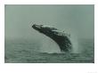 Humpback Whale Breaching Off Cape Cod, Ma by David Bitters Limited Edition Print