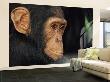 Young Chimpanzee Portrait by Andy Rouse Limited Edition Print