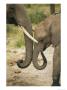 A Juvenile African Elephant Rubs Trunks With Its Parent by Roy Toft Limited Edition Print